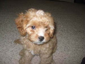 pooh.bear.9.1.11a.jpg