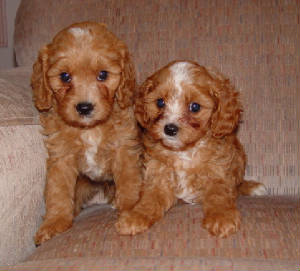 Poodles, Puppys and Doodle dog on Pinterest