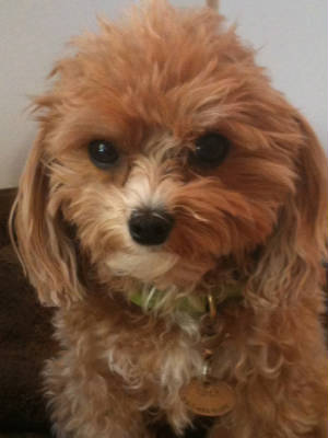 teddy1.5yrs.jpg