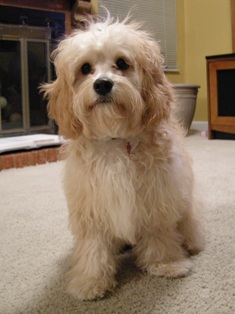 cavapoo.adult3.jpg