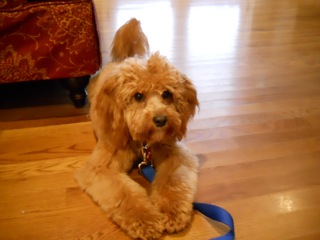 pooh.bear.9.1.11a.jpg