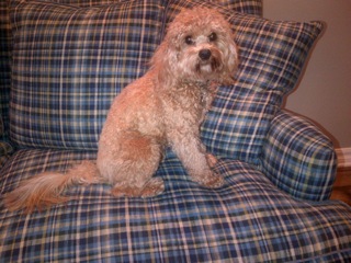 teddy1.5yrs.jpg